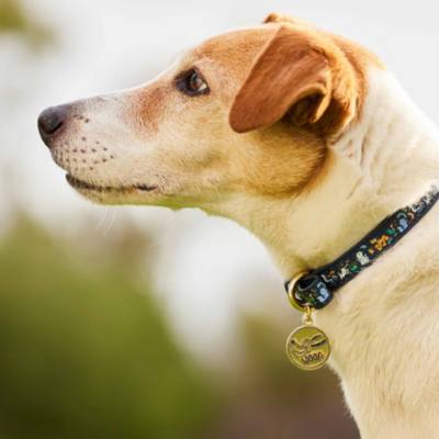 Disney Critters Dog Collar