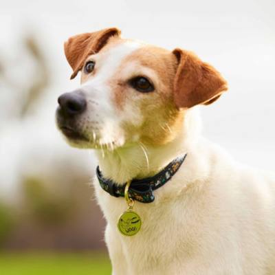 Disney Critters Dog Collar