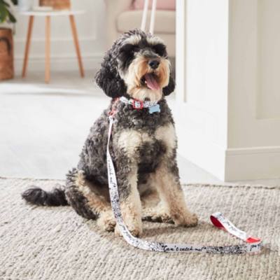 《101 斑點狗》狗頸帶