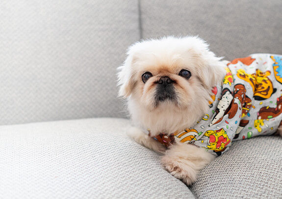 <b>給寵物的禮物</b> 的背景圖片